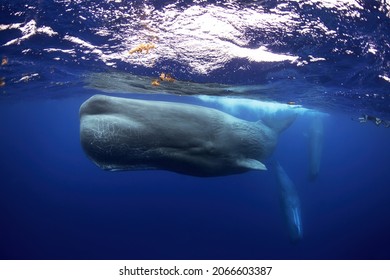 Snorkeling with sperm whales in Indian ocean. Group of whales near surface. Marine life. 
