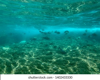 Snorkeling At Trincomalee, In Sri Lanka