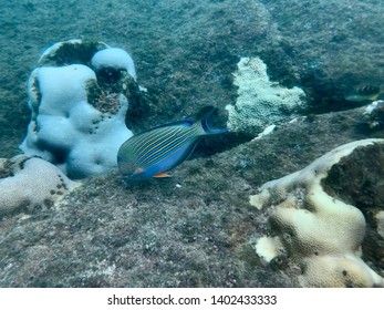 Snorkeling At Trincomalee, In Sri Lanka