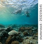 Snorkeling with a turtle, Gili Meno, Lombok, Indonesia