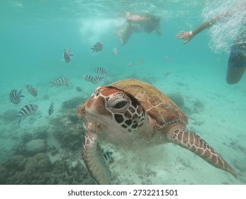 Snorkling with a Curious turtle 
