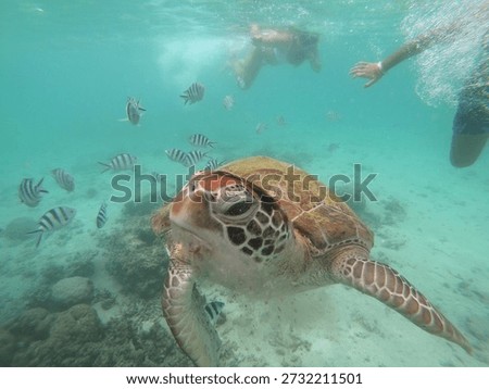 Snorkling with a Curious turtle 