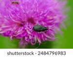 A snout beetle and an ant sitting on a thistle flower