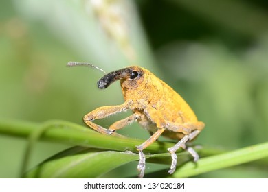 Snout Beetle Macro