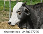 The snout of the Brazilian cow grazing quietly