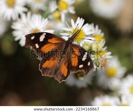 Snout butterfly on white aster