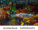 Snout and eyes of an alligator swimming in calm water with reflections of trees at the Okefenokee Swamp Park.