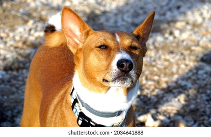 The Snout Of A Red Basenji Dog That Carefully Watches And Listens To Its Owner