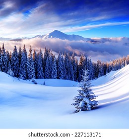 Snovy Trees On Winter Mountains