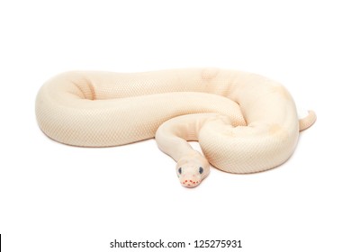 Snow Albino Ball Python (Python regius) on white background