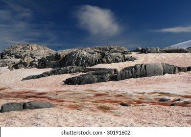 Snow Algae In Antarctica