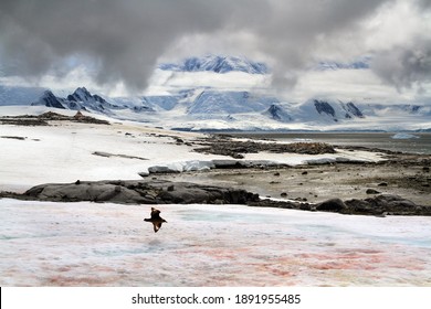 Snow Algae Blooming In Antarctica