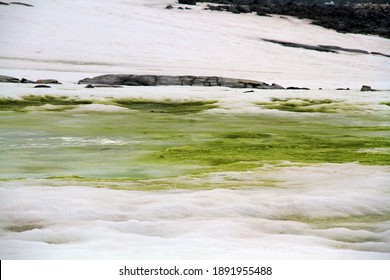 Snow Algae Blooming In Antarctica