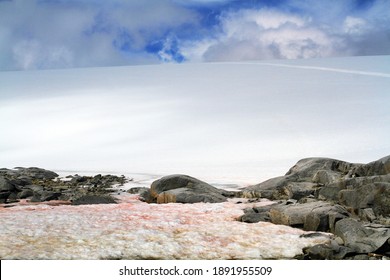 Snow Algae Blooming In Antarctica