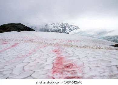 Snow Algae Or Also Known As Watermelon Snow In Alaska