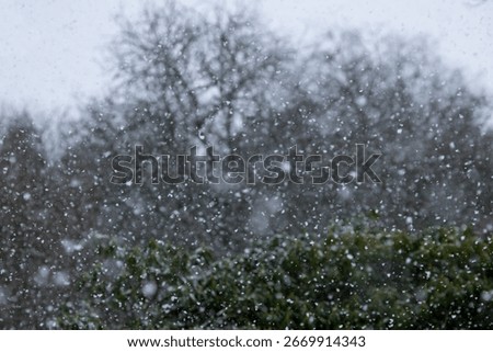 Snow background, snow flake background, snow flakes falling delicate against dark nature background