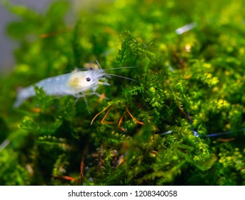 Snow Ball Shrimp Stay On Ball Of Aquatic Plants And Moss In Fresh Water Aquarium Tank