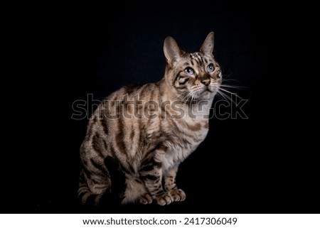 Snow Bengal cat, black background. Looking up to the right. Rosetted, spotted Bengal cat.