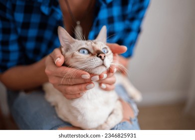The snow Bengal cat with blue eyes lies on the lap of the owner. Close-up. Pet