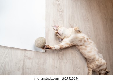 snow bengal cat lying on the floor and playing with a stone