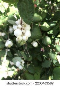 Snow Berries In Sunlight Glow