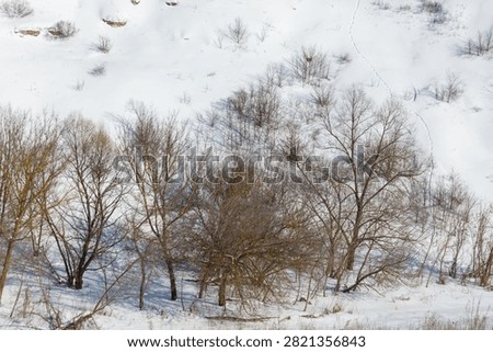Snow blankets bare trees on a quiet hillside. Branches stand stark against a soft, white landscape. Winter has settled over the forest's edge. Trees show no leaves, just silhouettes in the snow