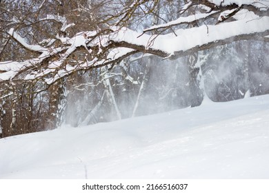 Snow blown off trees by strong winds in winter
