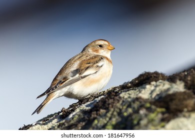 Snow Bunting