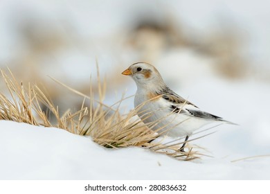 Snow Bunting