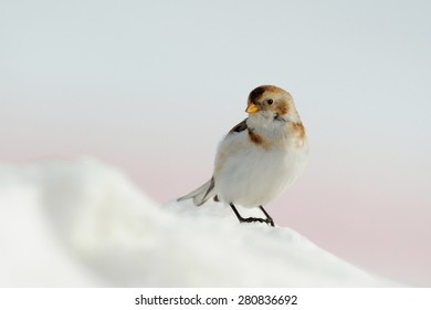 Snow Bunting