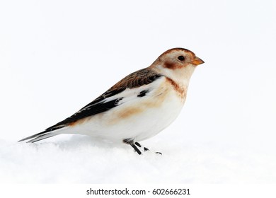 Snow Bunting In Snow