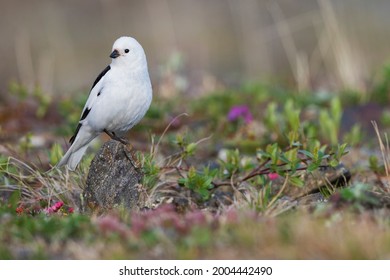 Snow Bunting, Arctic Tundra Habitat