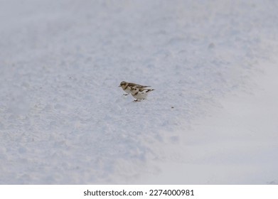 A snow bunting eats grain at the edge of a field in Sanilac County, Michigan. - Shutterstock ID 2274000981