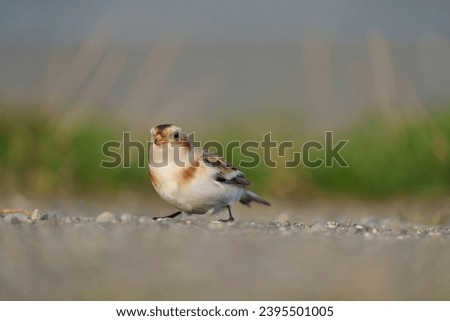 Snow Bunting feeding on seaside grassland. Bold black-and-white wing patches are distinctive in flight. Nonbreeding birds are overall white below with warm brown and orange tones on head and back.
