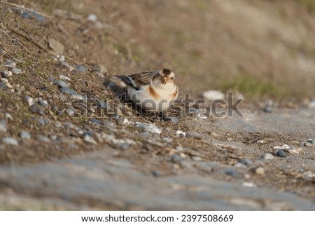 Snow Bunting feeding on seaside grassland. Bold black-and-white wing patches are distinctive in flight. Nonbreeding birds are overall white below with warm brown and orange tones on head and back.