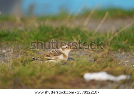 Snow Bunting feeding on seaside grassland. Bold black-and-white wing patches are distinctive in flight. Nonbreeding birds are overall white below with warm brown and orange tones on head and back.