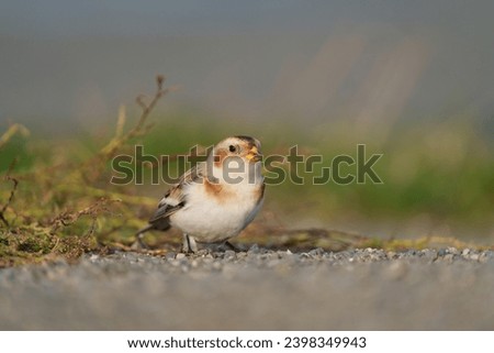 Snow Bunting feeding on seaside grassland. Bold black-and-white wing patches are distinctive in flight. Nonbreeding birds are overall white below with warm brown and orange tones on head and back.