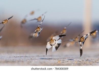 Snow Bunting Flight