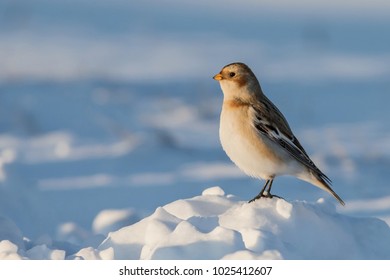 Snow Bunting On The Snow
