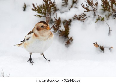 A Snow Bunting (Plectrophenax Nivalis), Cairngorms National Park, Scotland, United Kingdom