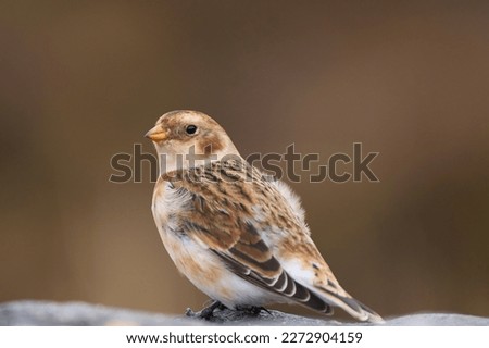 Snow Bunting (Plectrophenax nivalis) in winter in the highlands of Scotland, United Kingdom.
