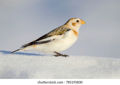 Snow Bunting Sun