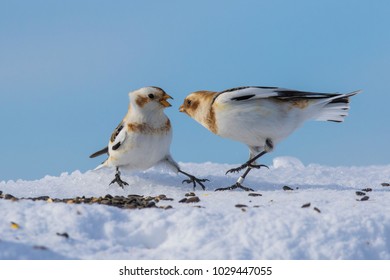 Snow Bunting In Winter