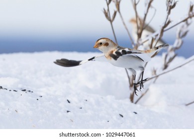 Snow Bunting In Winter