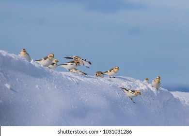 Snow Bunting In Winter