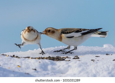 Snow Bunting In Winter