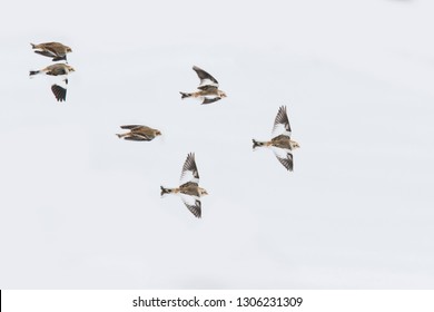 Snow Bunting In Winter