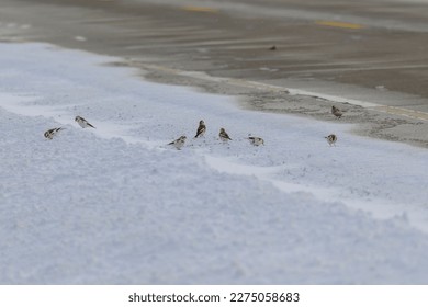 Snow Buntings eating at the side of a road in Sanilac County, Michigan. - Shutterstock ID 2275058683