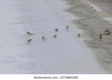 Snow Buntings eating at the side of a road in Sanilac County, Michigan. - Shutterstock ID 2276882285