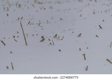 Snow Buntings in a field in Sanilac County, Michigan. - Shutterstock ID 2274000775